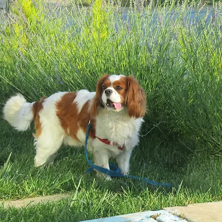 Aspasia House Bozcaada