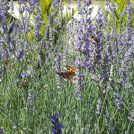 Bed & Breakfast Aspasia House 3*