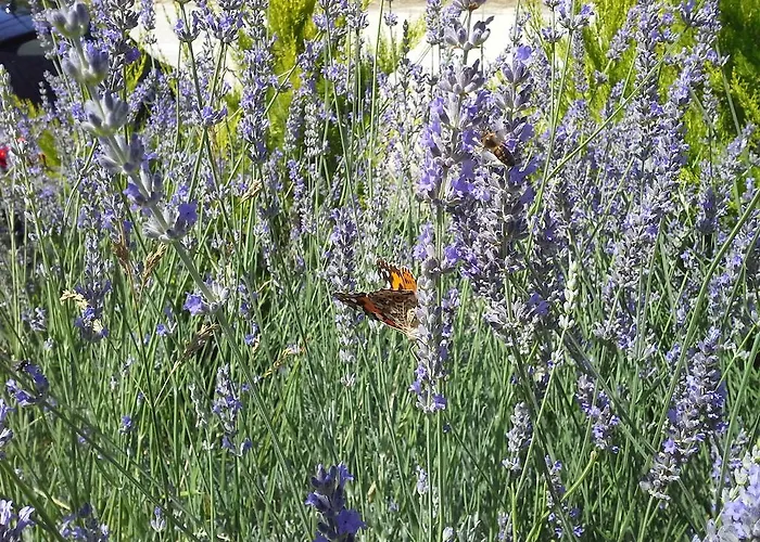 Bed & Breakfast Aspasia House 3*